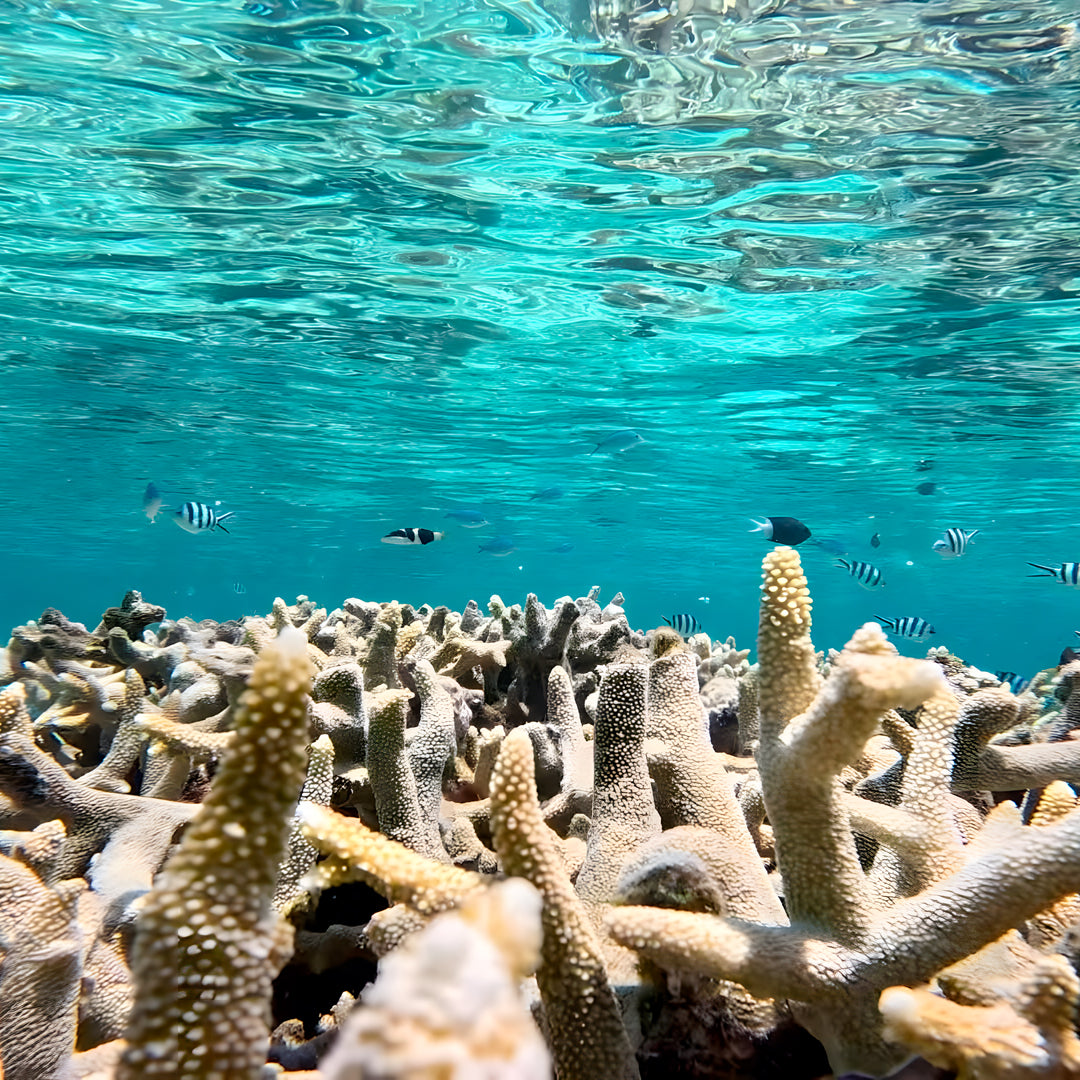 Introductory Scuba Diving in Port Douglas