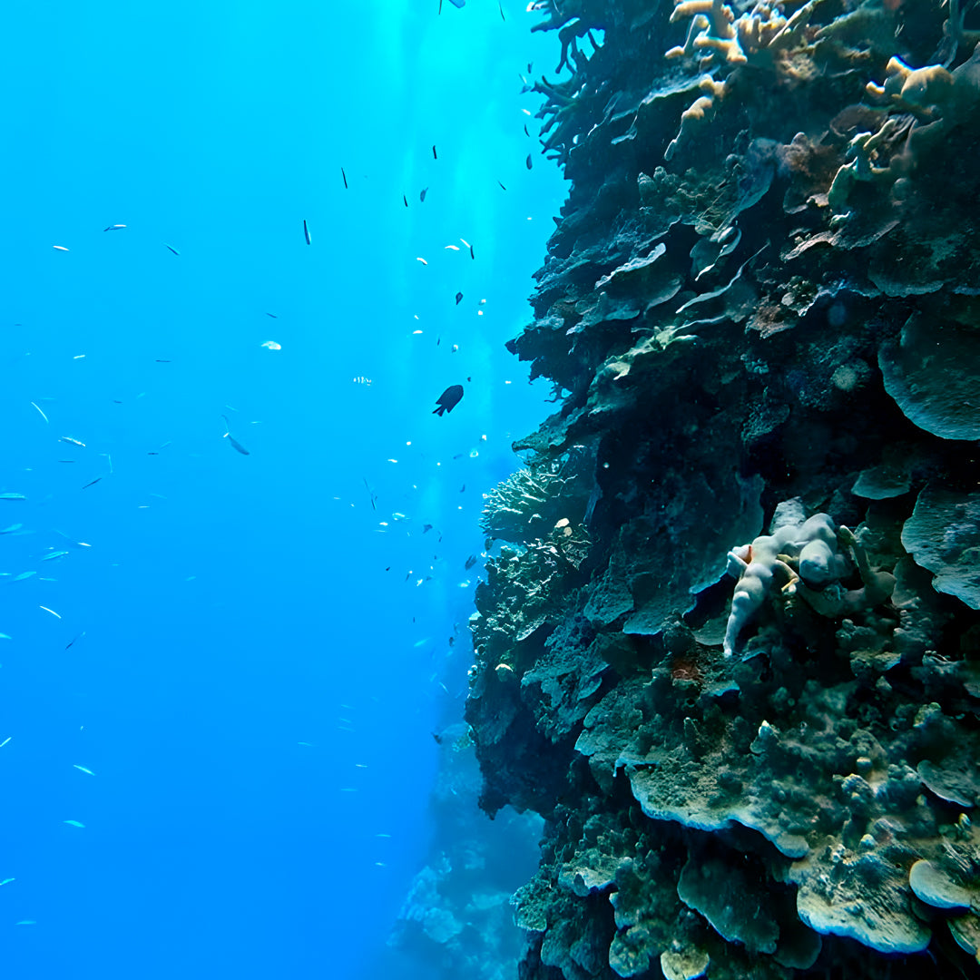 Introductory Scuba Diving in Port Douglas