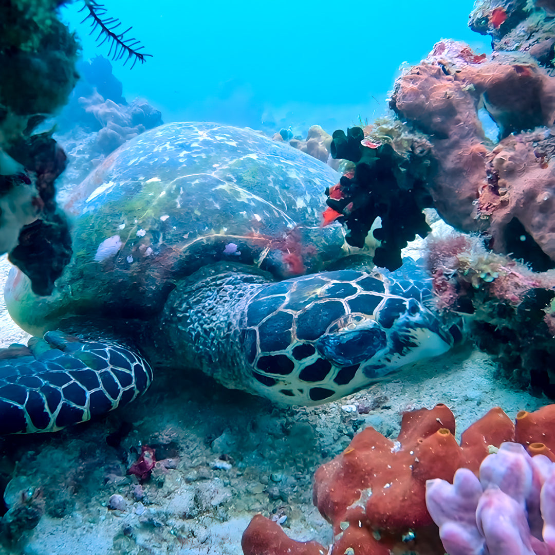 Introductory Scuba Diving in Port Douglas