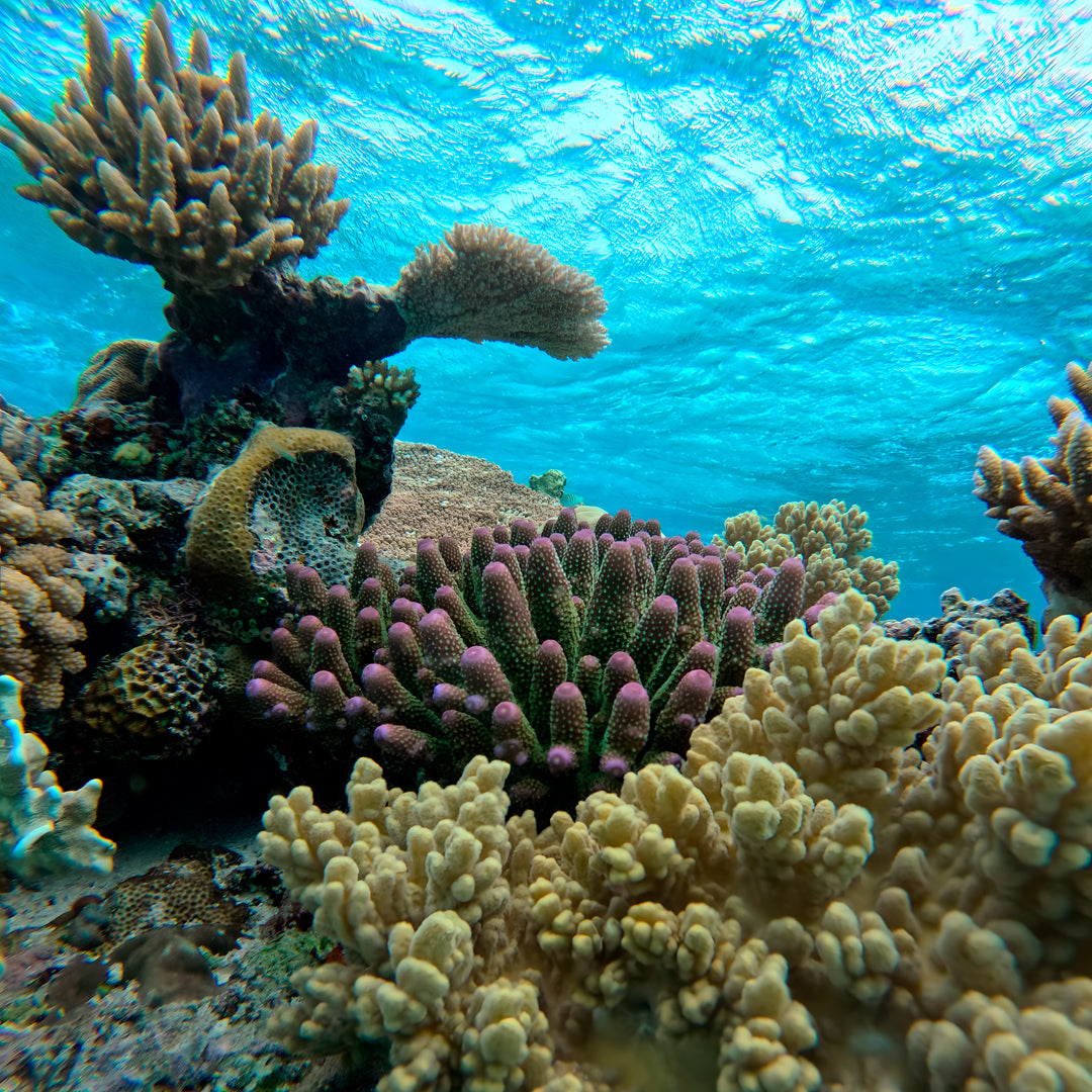 Introductory Scuba Diving in Port Douglas