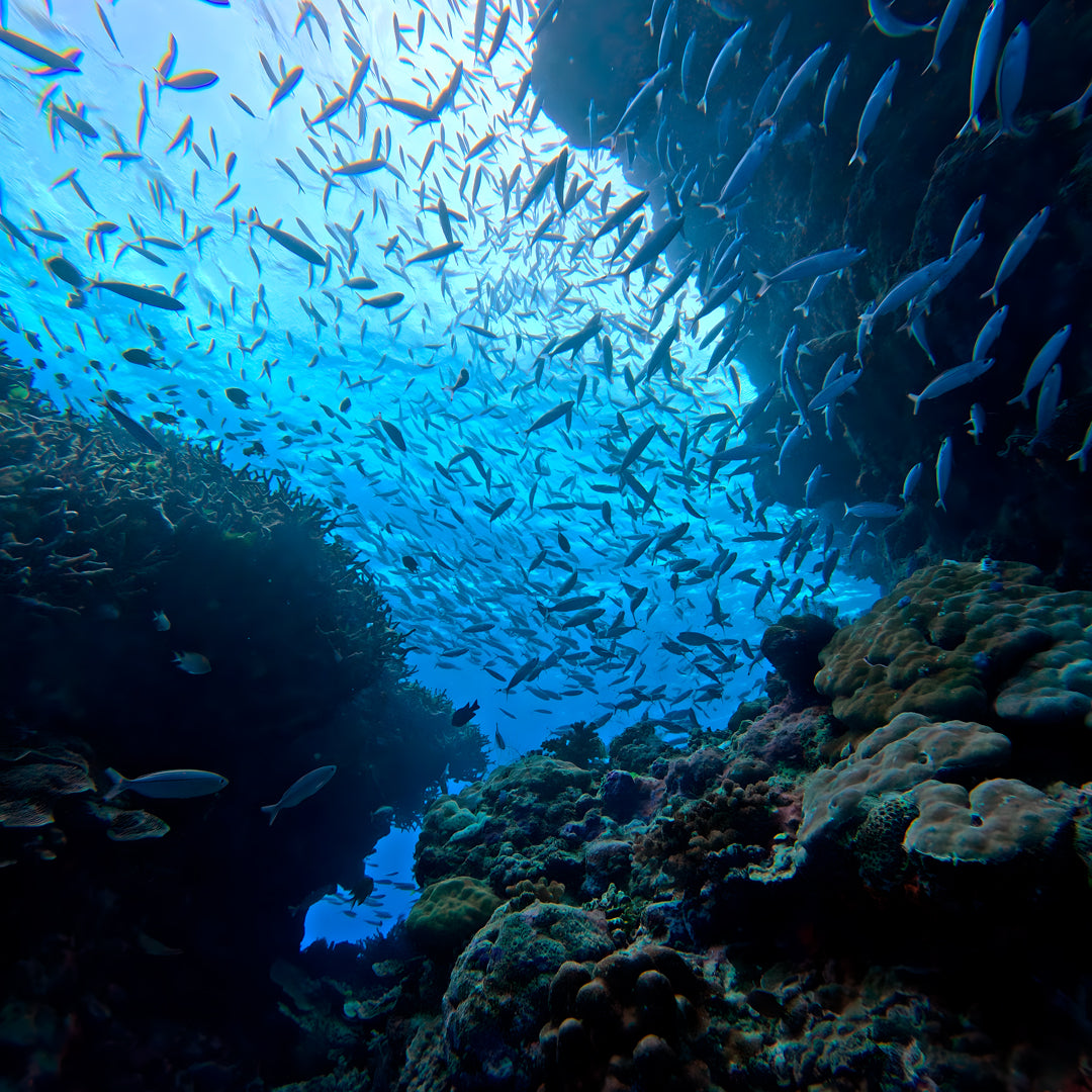Introductory Scuba Diving in Port Douglas