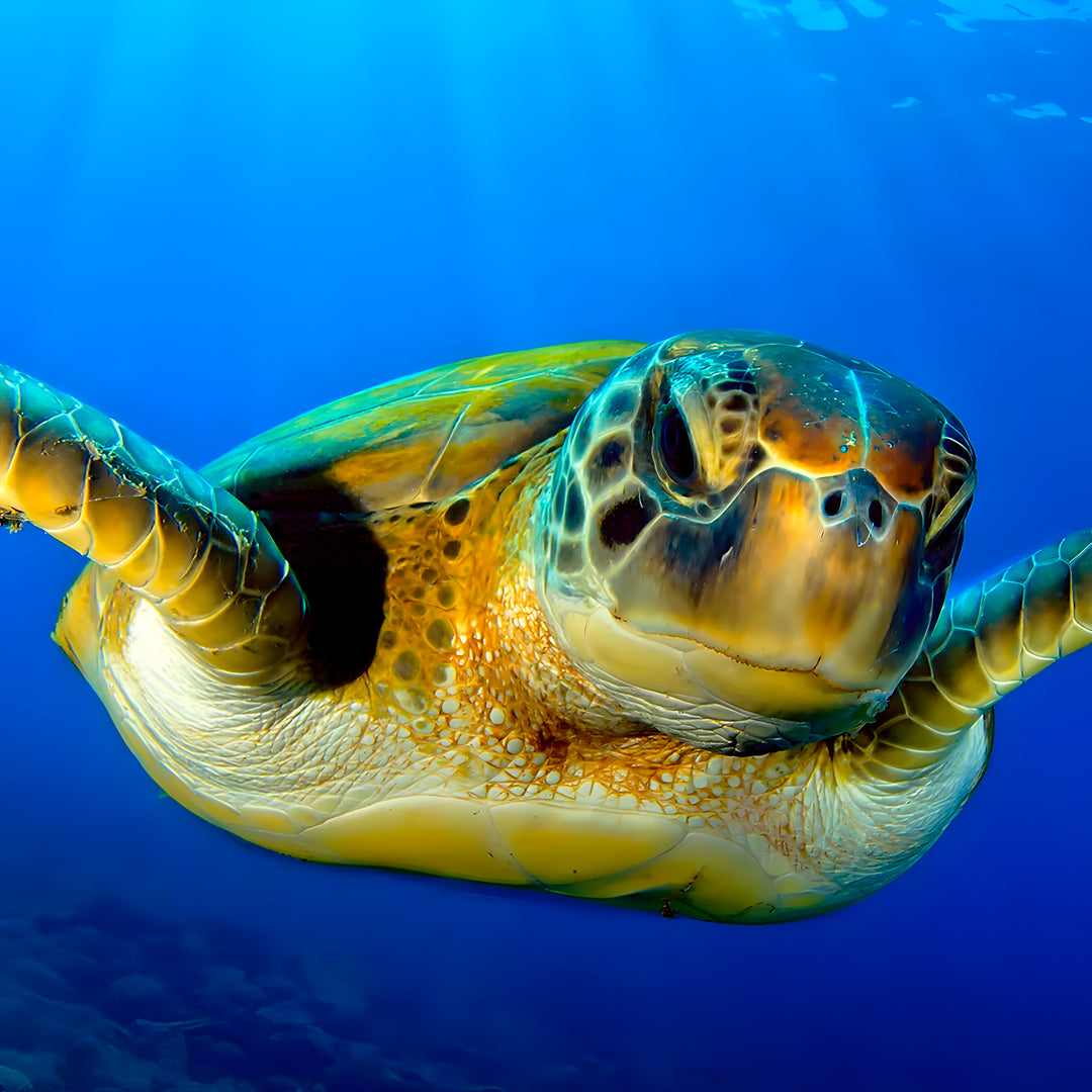 Introductory Scuba Diving in Port Douglas