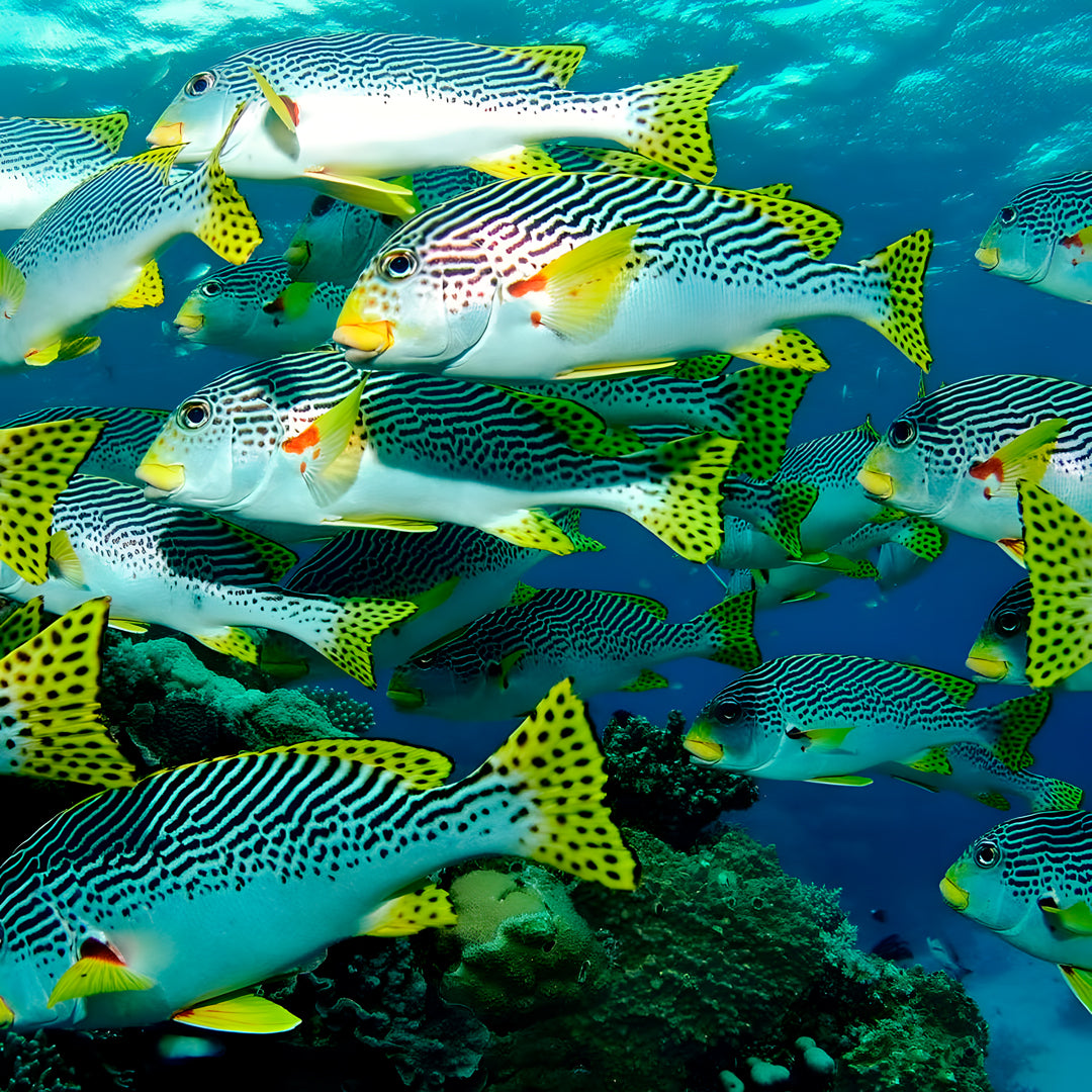 Open Water Scuba Diver Course in Port Douglas