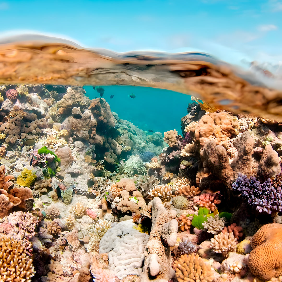 Beginner Scuba Diver Course in Port Douglas