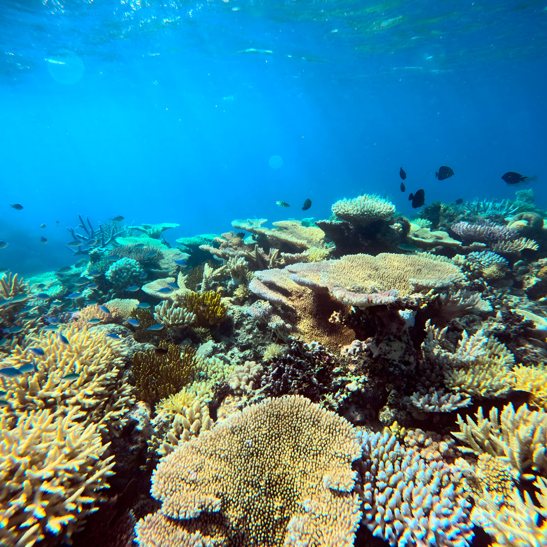 Port Douglas Fun Dive for Certified Divers