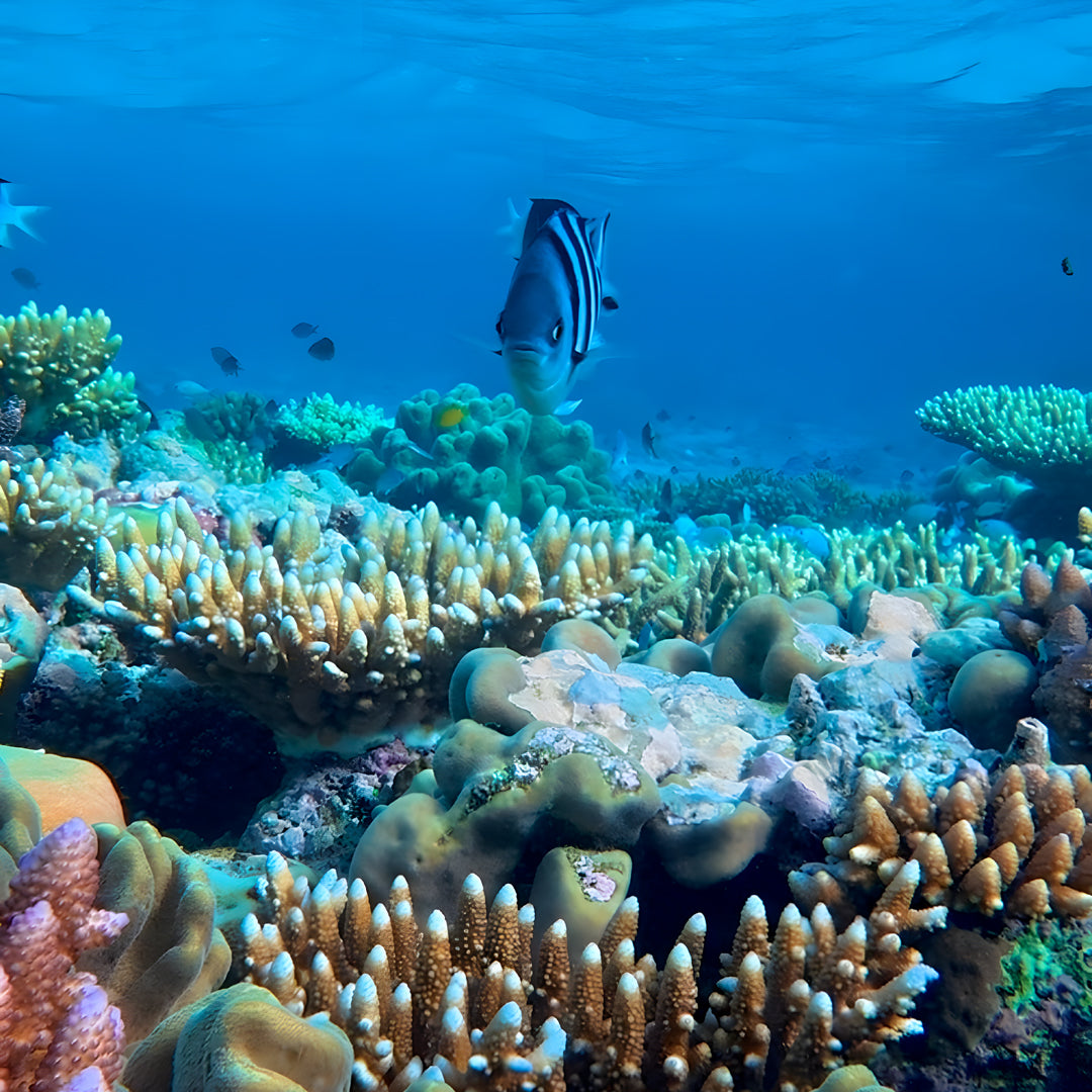 Advanced Open Water Course in Port Douglas