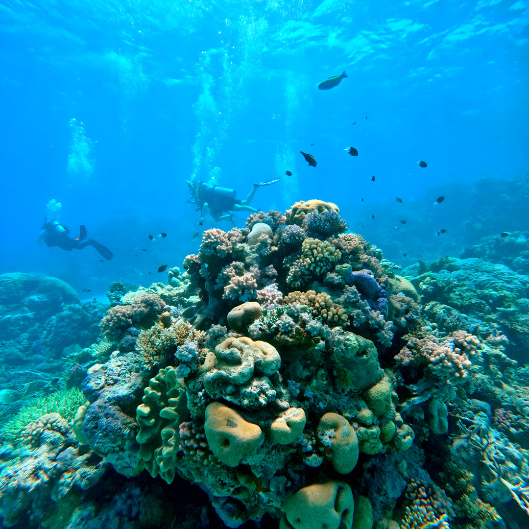 Advanced Open Water Course in Port Douglas