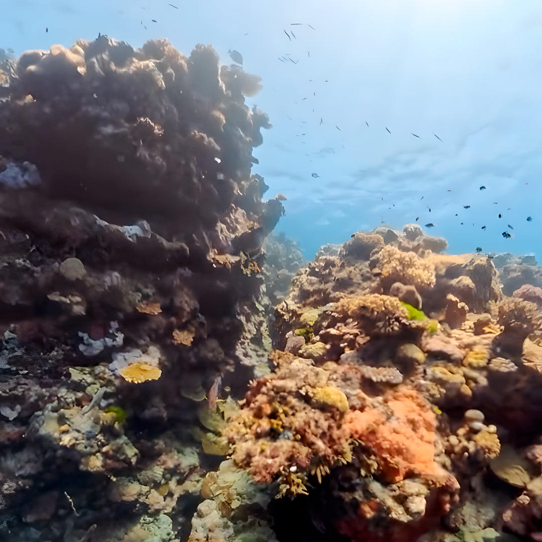 Advanced Open Water Course in Port Douglas