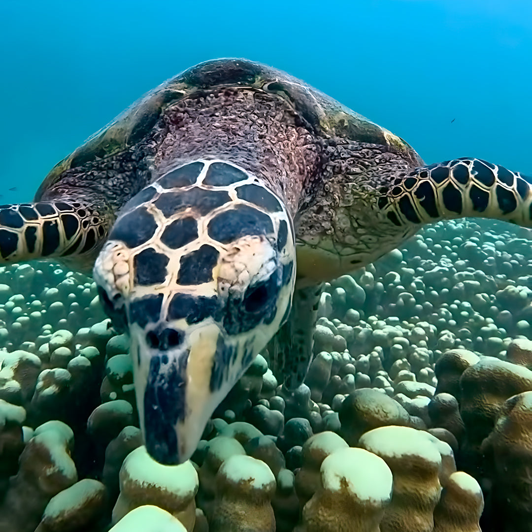 Port Douglas Fun Dive for Certified Divers