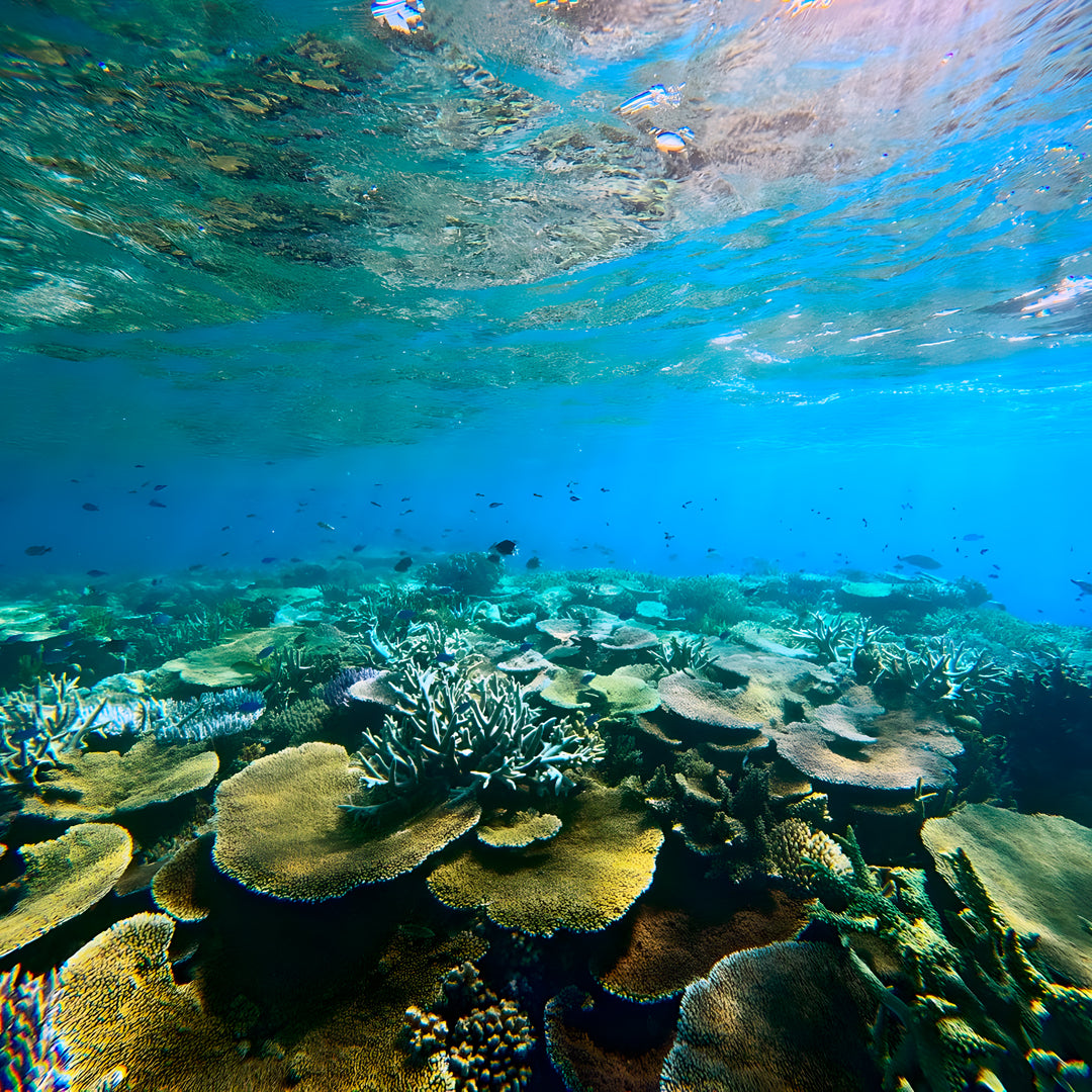 Open Water Scuba Diver Course in Port Douglas