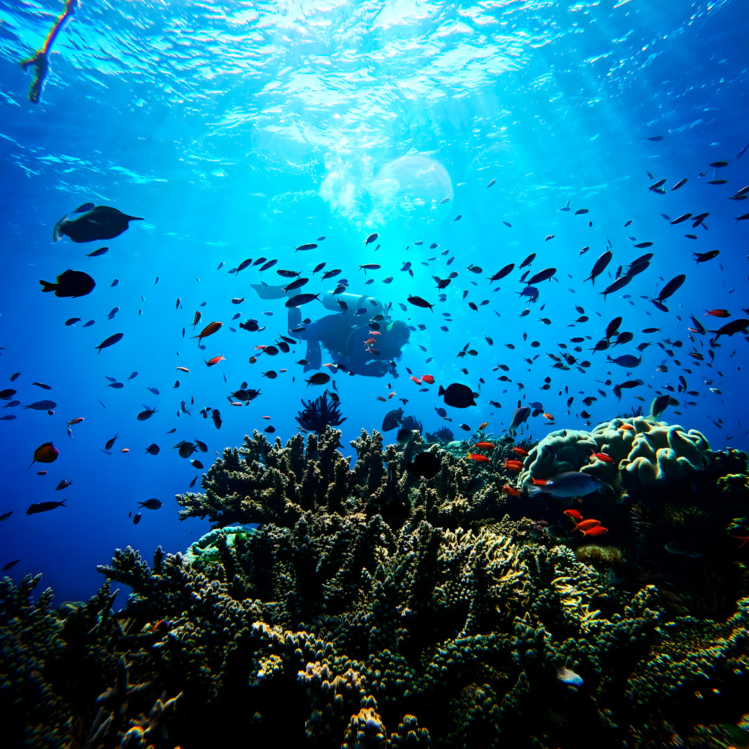 Port Douglas Fun Dive for Certified Divers