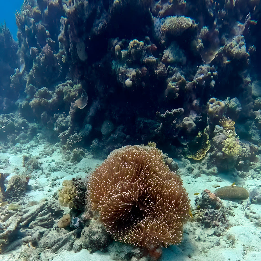 Port Douglas Fun Dive for Certified Divers