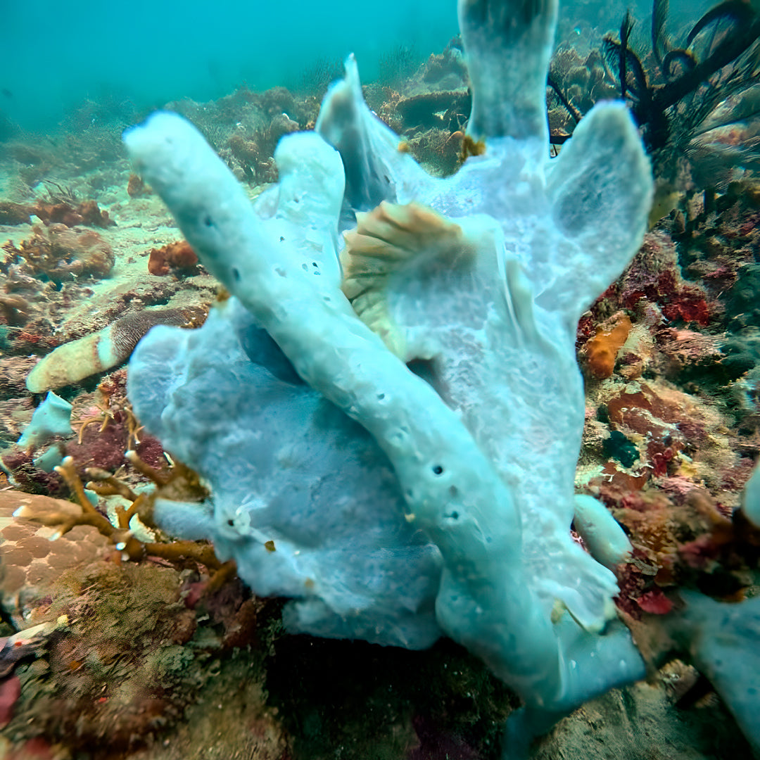 Introductory Scuba Diving in Port Douglas