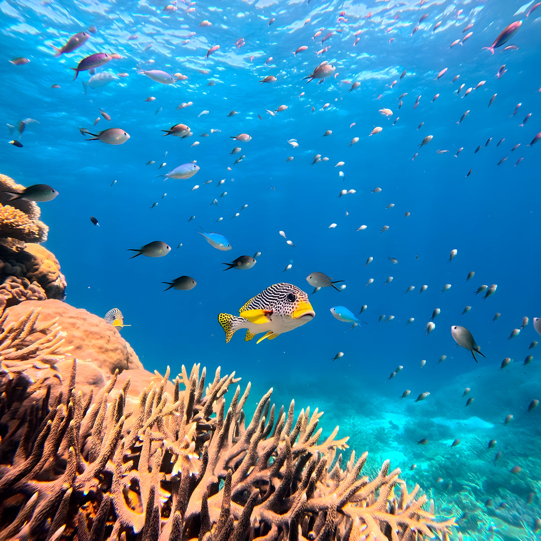 Advanced Open Water Course in Port Douglas
