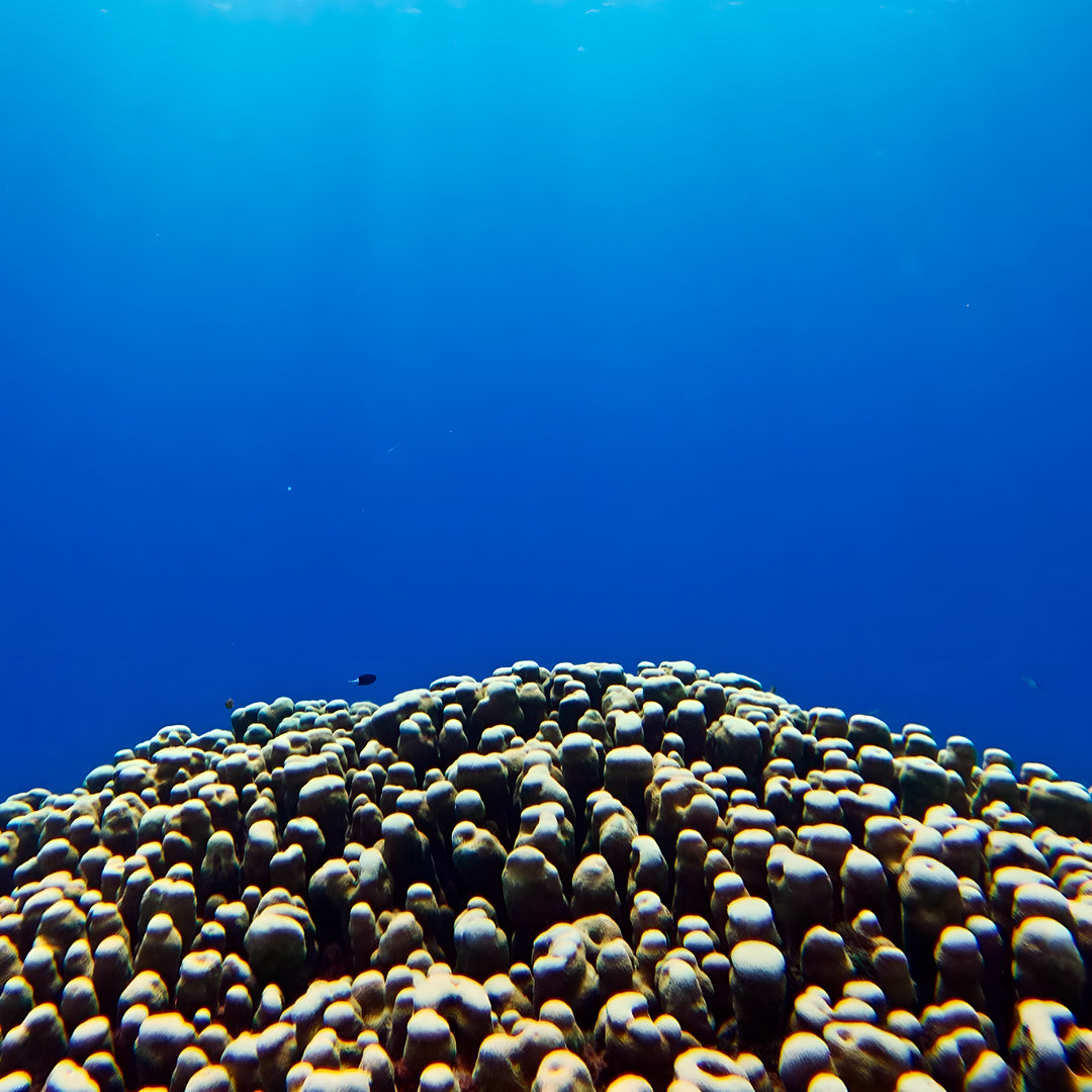 Open Water Scuba Diver Course in Port Douglas