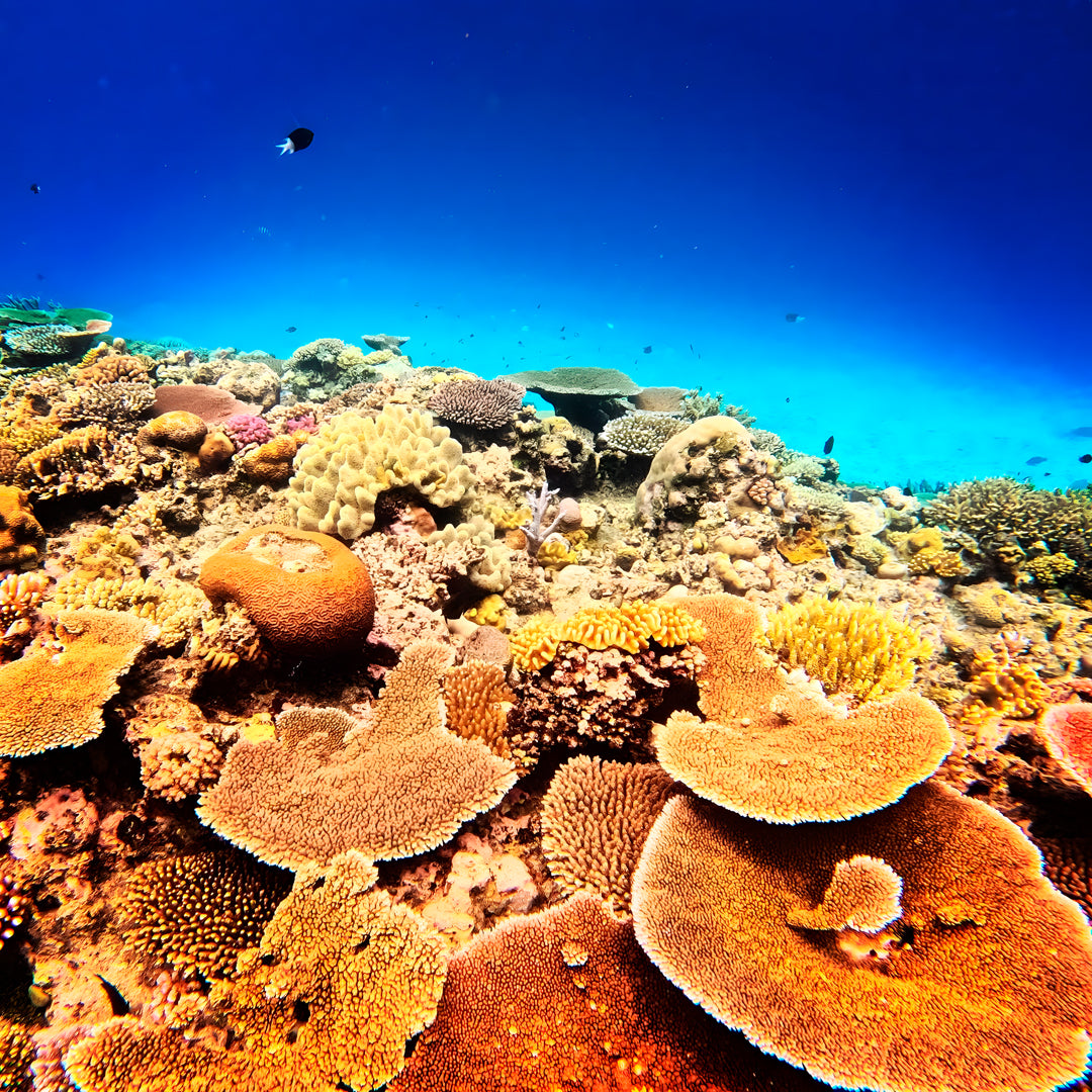 Beginner Scuba Diver Course in Port Douglas