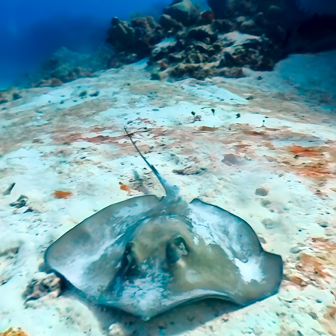 Cocos Island Scuba Diving Liveaboard