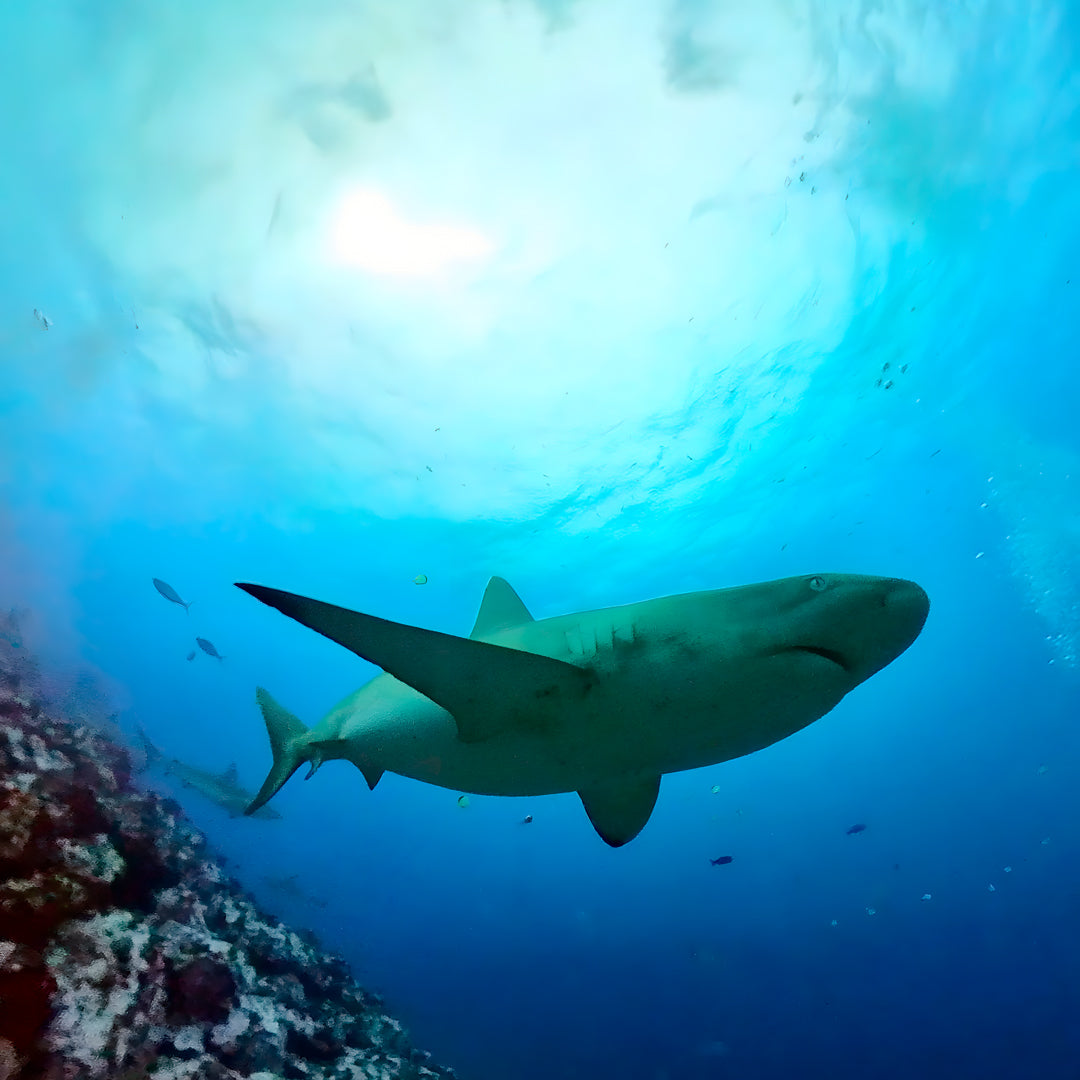 Cocos Island Scuba Diving Liveaboard