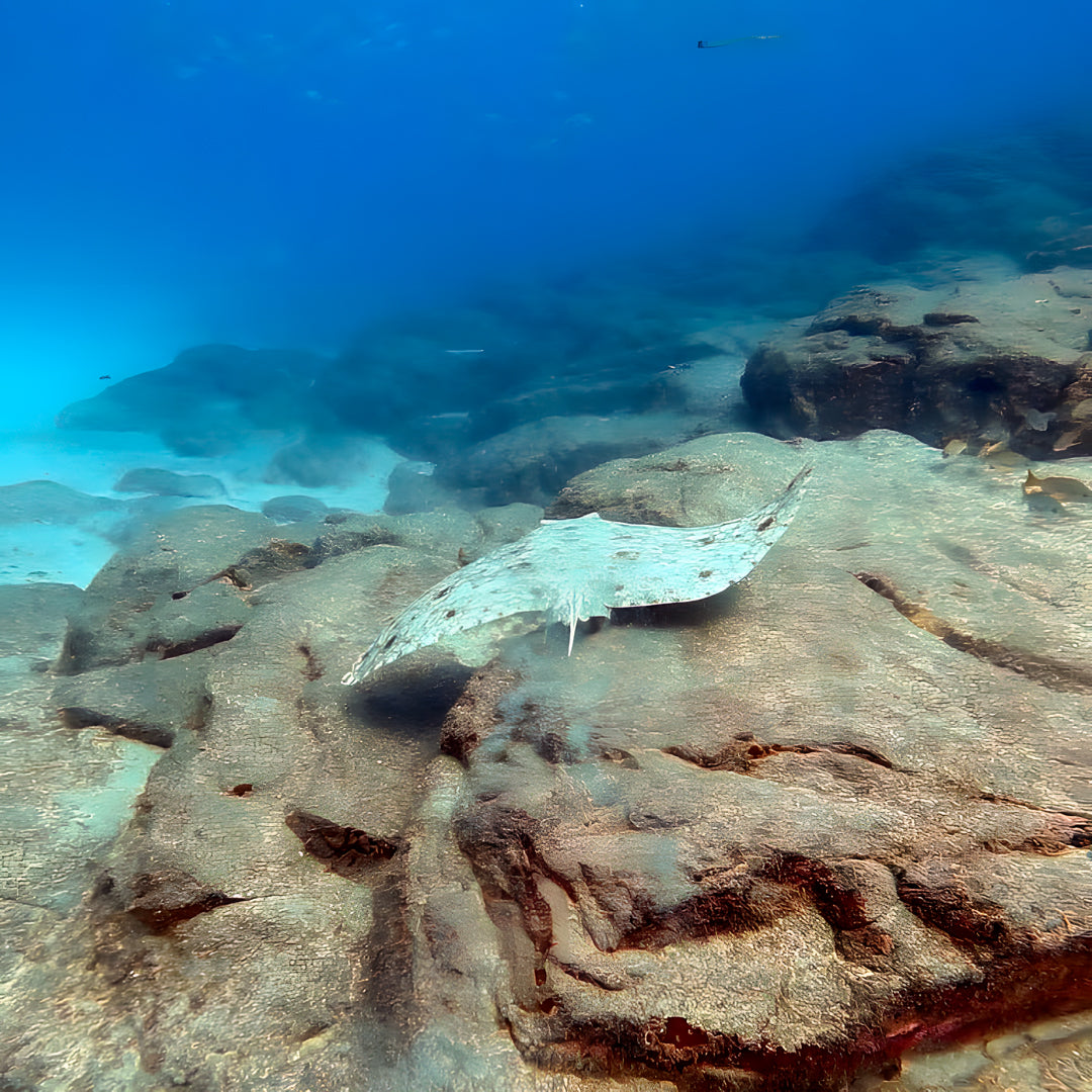 Tabaiba Wreck Fun Dive