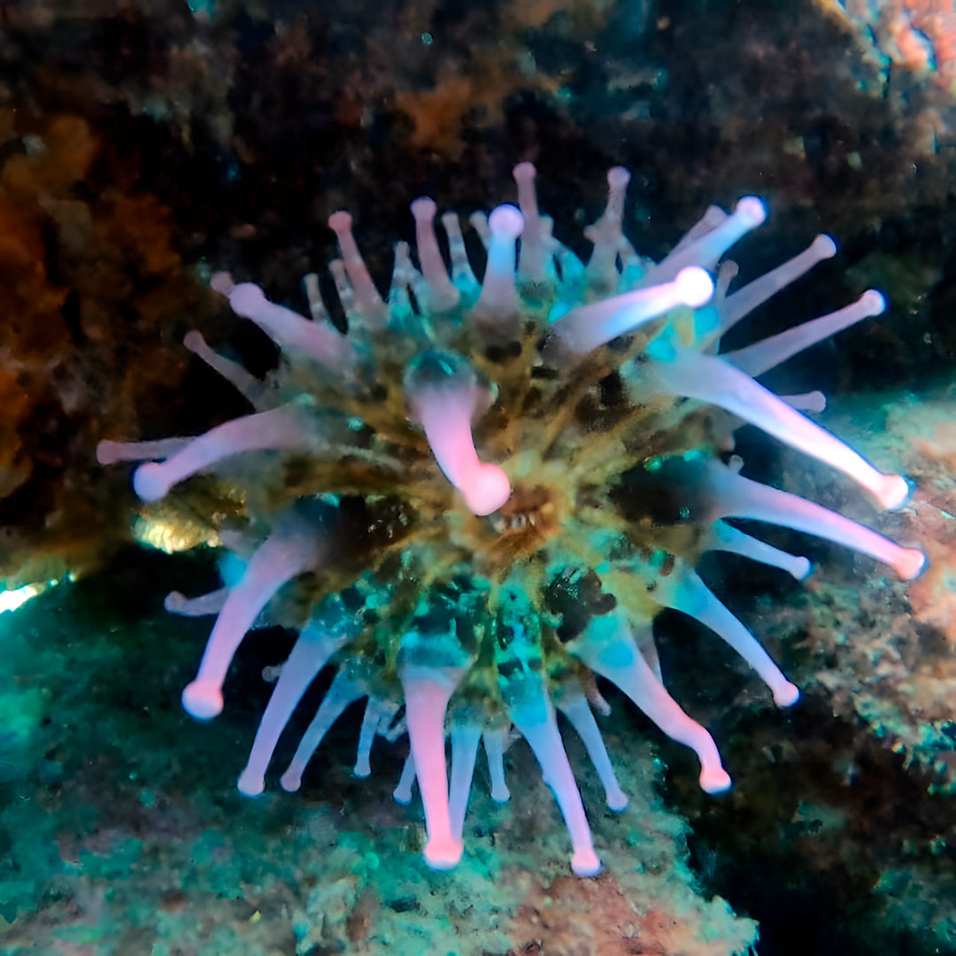 Tabaiba Wreck Fun Dive