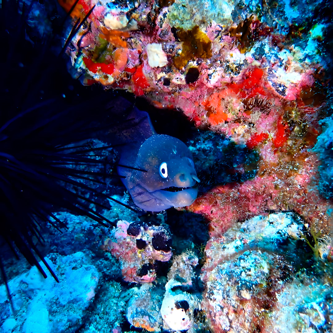Tabaiba Wreck Fun Dive