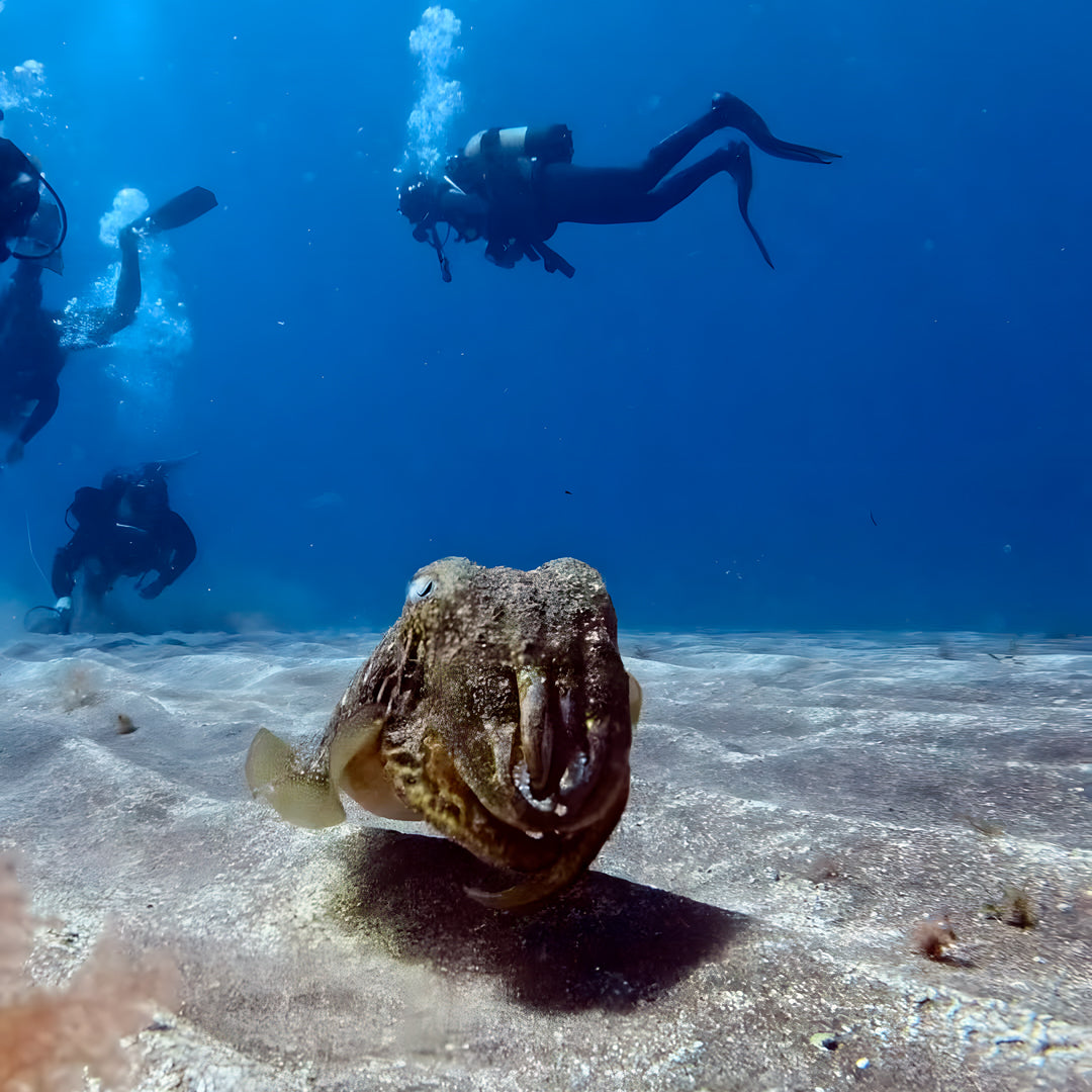 Tabaiba Wreck Fun Dive