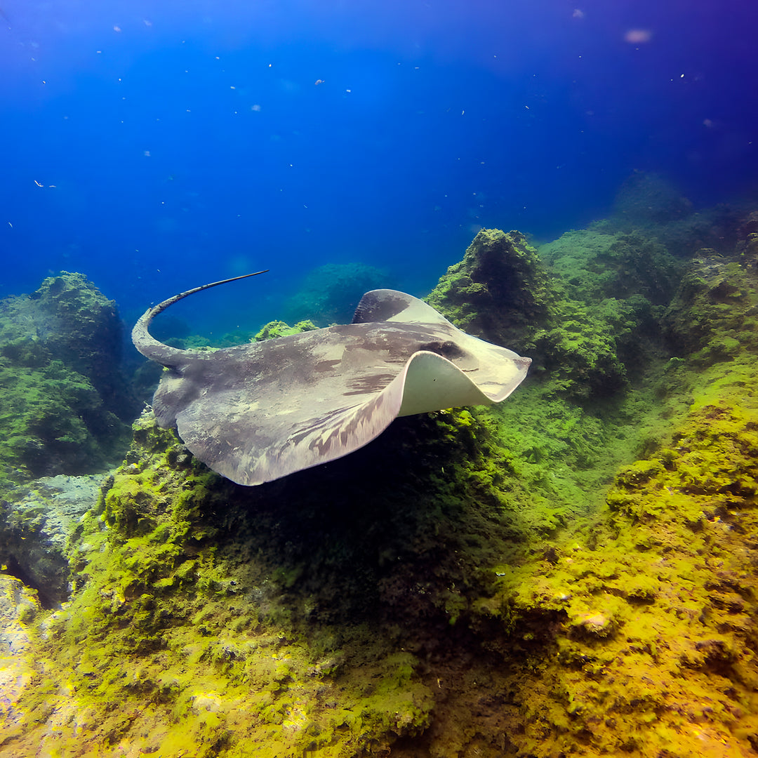 PADI Open Water Scuba Diving Beginner Course