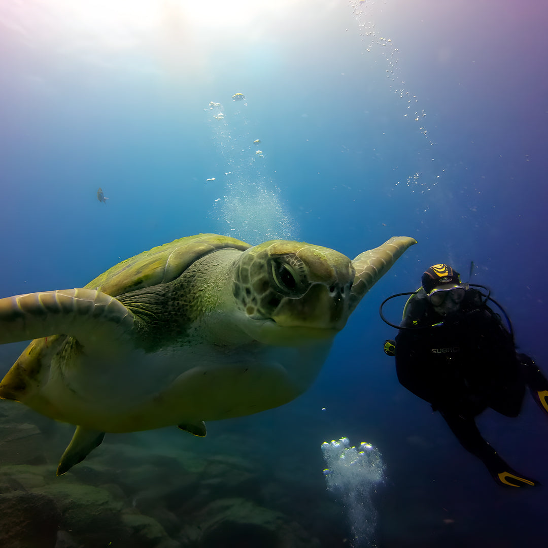 PADI Open Water Scuba Diving Beginner Course