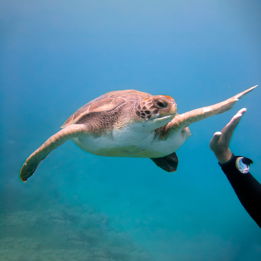 PADI Open Water Scuba Diving Beginner Course
