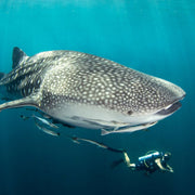 Phuket Shark Point Scuba Diving Day Trip