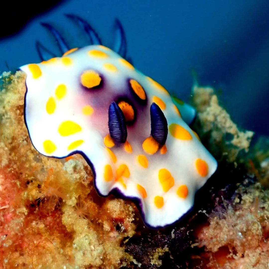 Phuket Shark Point Scuba Diving Day Trip