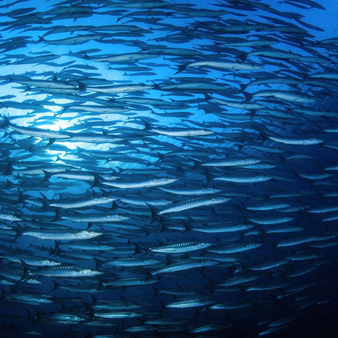 Phuket Shark Point Scuba Diving Day Trip