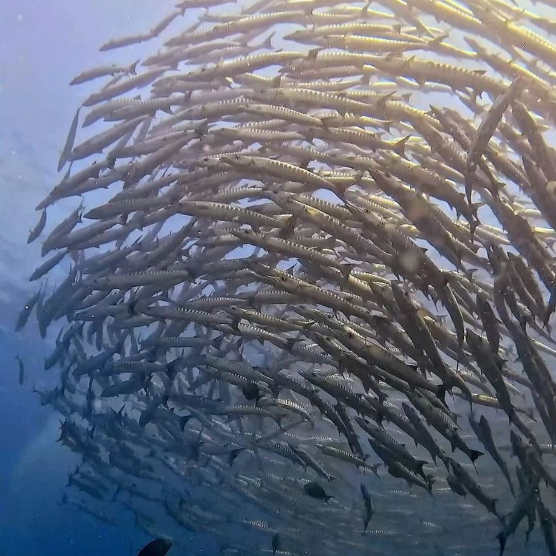 Phuket Shark Point Scuba Diving Day Trip