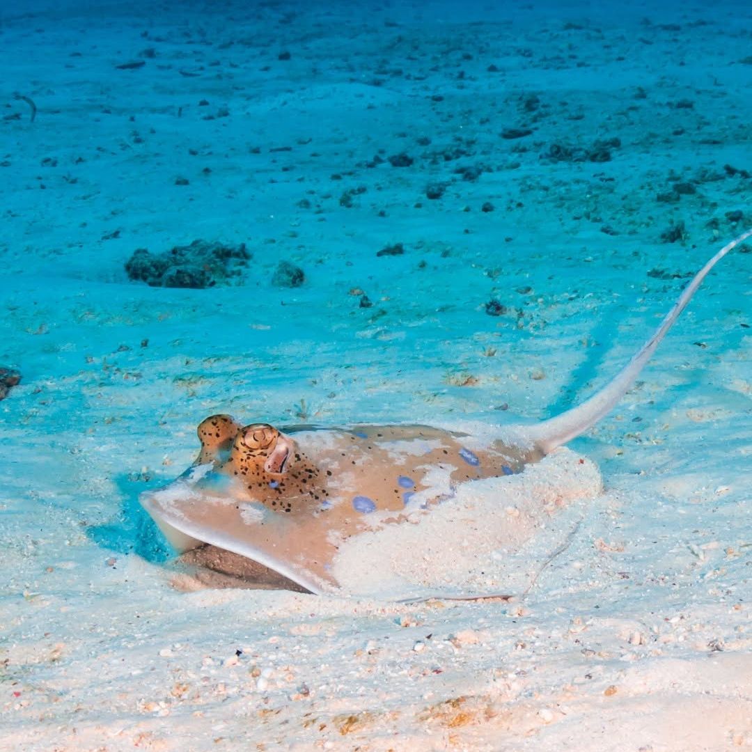 Phuket Shark Point Scuba Diving Day Trip