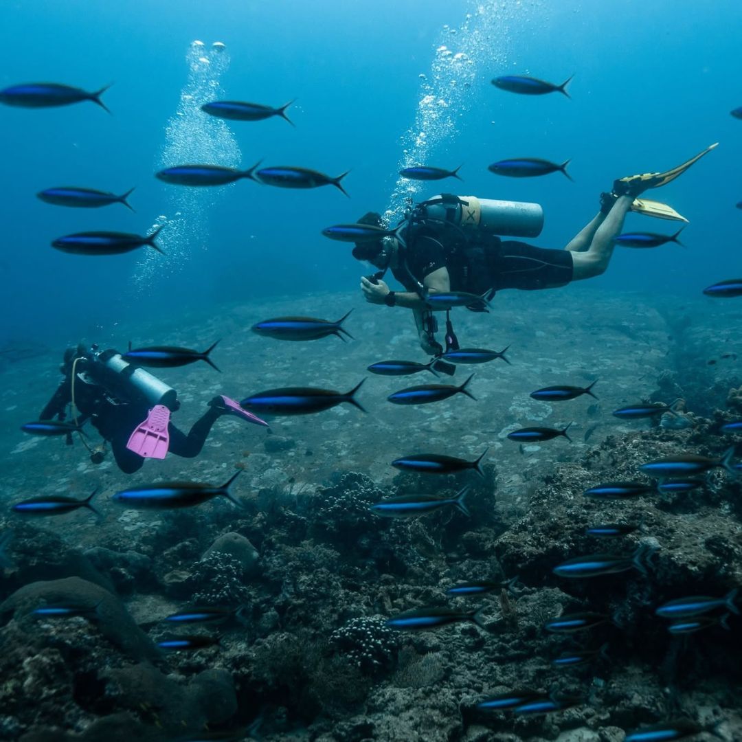 Phuket Shark Point Scuba Diving Day Trip