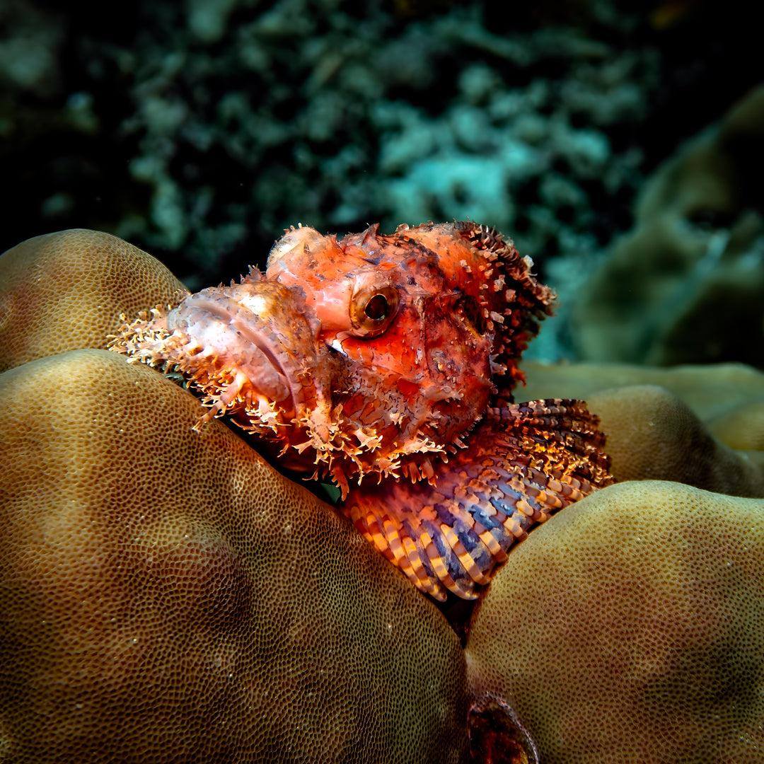 Phuket Shark Point Scuba Diving Day Trip