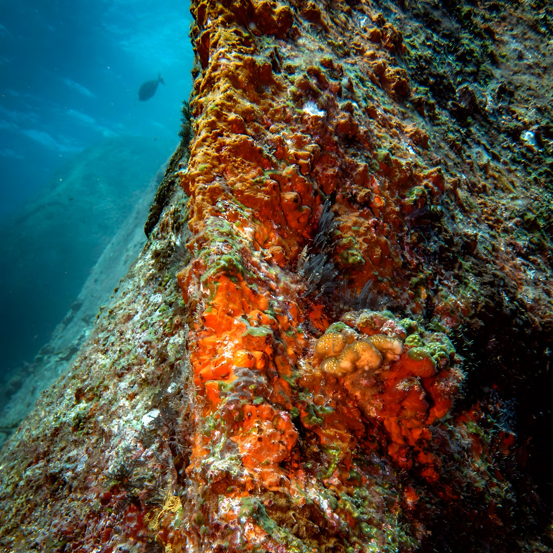 Phuket Shark Point Scuba Diving Day Trip