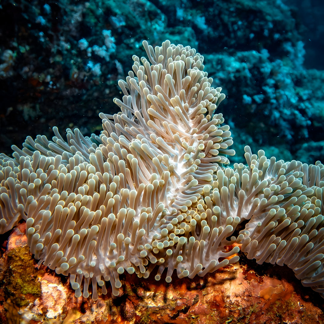 Try Scuba Diving Program in Phuket