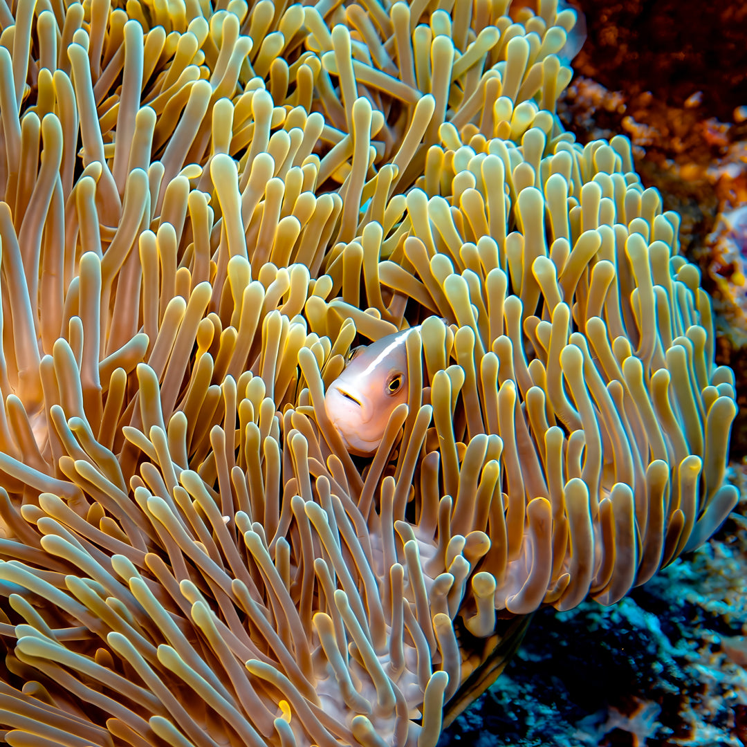 Phuket Shark Point Scuba Diving Day Trip