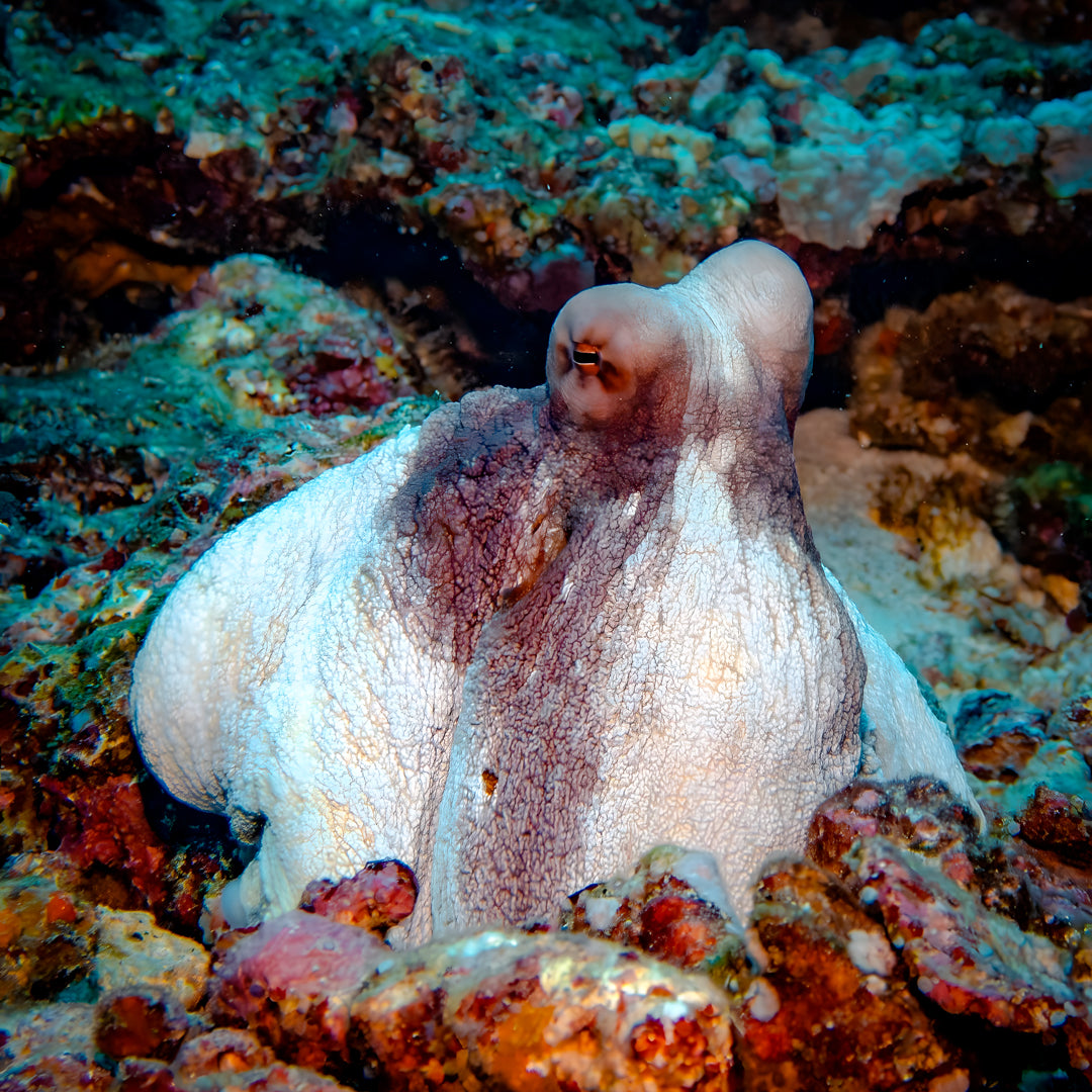 Phuket Shark Point Scuba Diving Day Trip