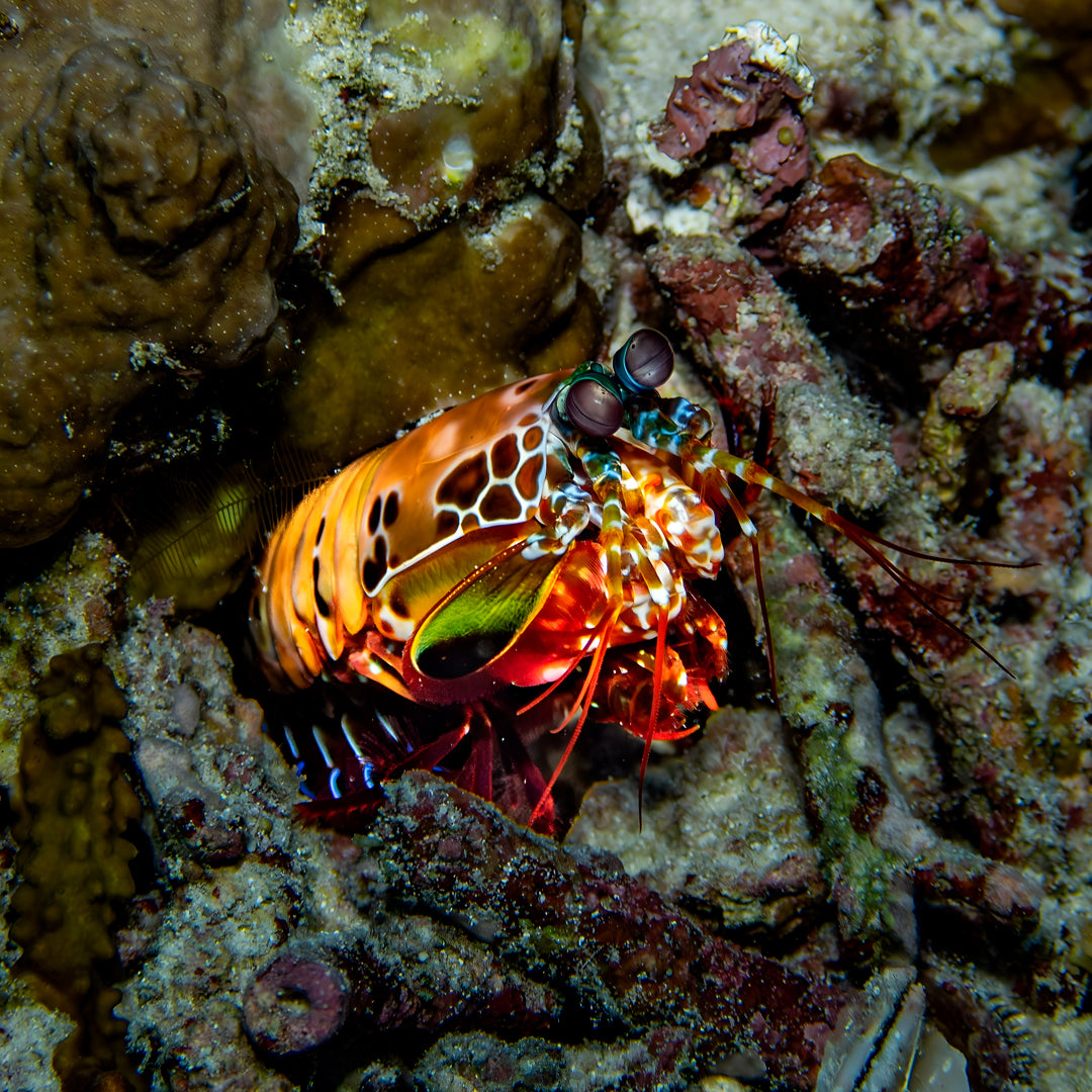 Racha Yai Scuba Diving Day Trip