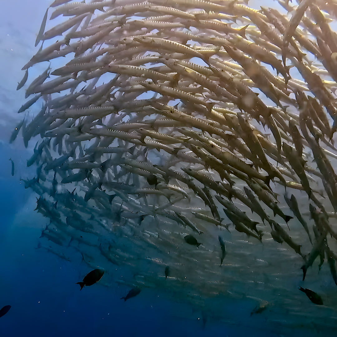 Phuket Shark Point Scuba Diving Day Trip
