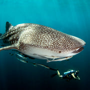 Phuket Shark Point Scuba Diving Day Trip