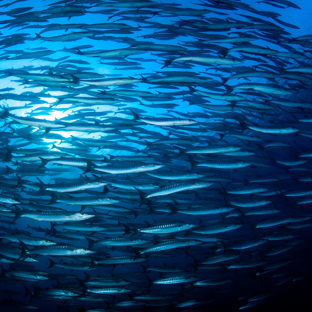 Phuket Shark Point Scuba Diving Day Trip