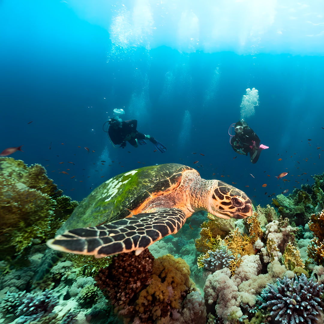 Daedalus Reef Red Sea Scuba Diving Liveaboard Sea Pirates Diving Safari