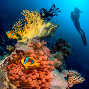 Daedalus Reef Red Sea Scuba Diving Liveaboard Sea Pirates Diving Safari