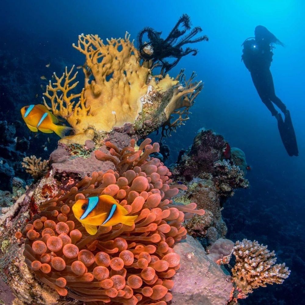 Red Sea Reef Scuba Diving Liveaboard