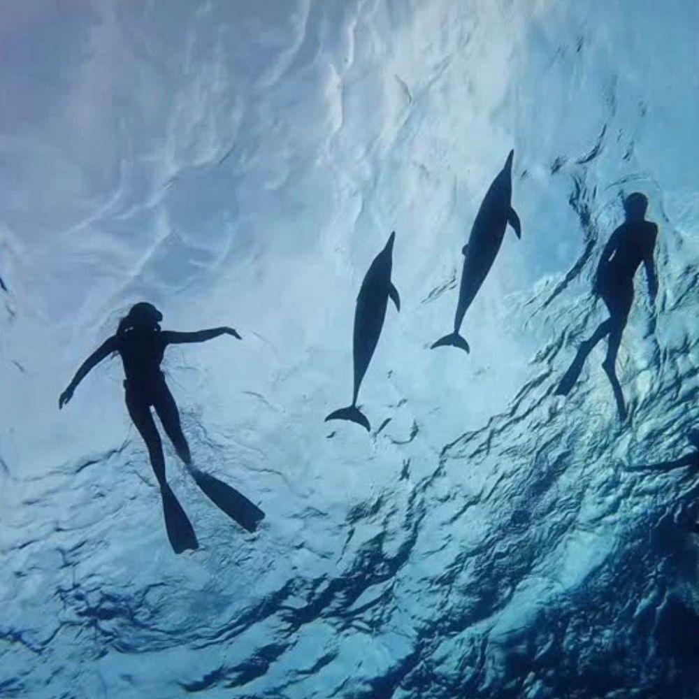 Yoga and Dolphin Diving Liveaboard