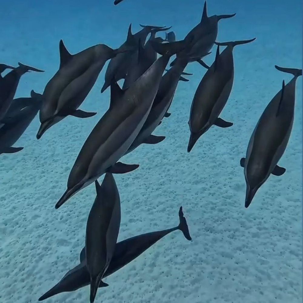 Dolphin Diving and Yoga Liveaboard