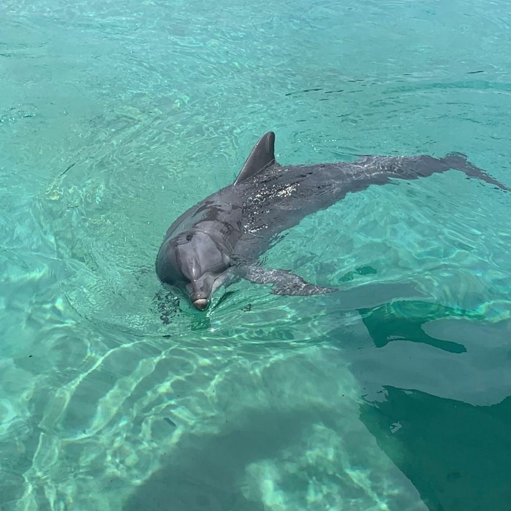 Dolphin Diving and Yoga Liveaboard